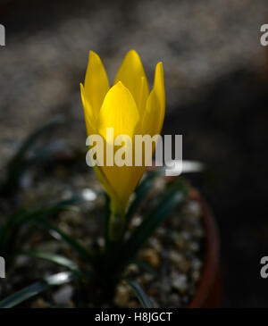 Sternbergia Lutea giallo fiore fiori fioritura autunno inverno cadono daffodil lily-di-il-campo Giallo autunno crocus floreale RM Foto Stock