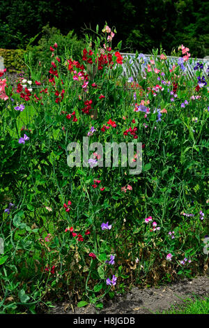 Lathyrus piselli dolci crescono piselli crescendo recinzione impianto di scherma supporta frame frame estate annuari scalatori di fiori di arrampicata Foto Stock