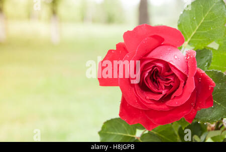 Red Rose con acqua di rugiada scende in giardino vicino fino Foto Stock