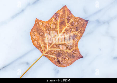 Foglie di autunno sul marmo. Foto Stock