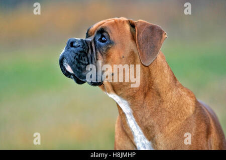 Boxer tedesche, maschio in campo guardando gli uccelli, ritratto di profilo di testa Foto Stock