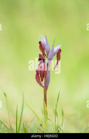 Istrischer Zungenstendel, Serapias istriaca, Lingua Orchid Istriacia Foto Stock