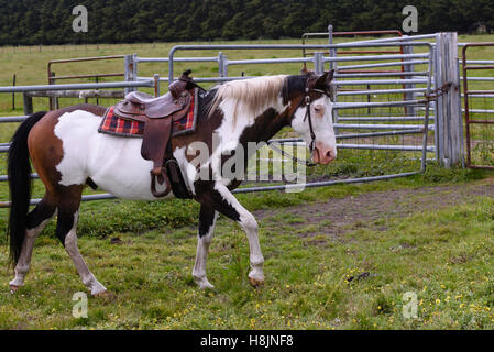 Cavallo di vernice sellati fino a fare un giro nei cantieri Foto Stock