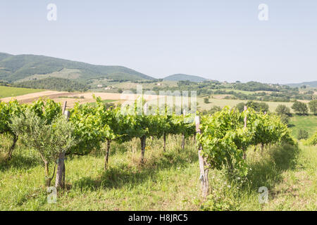 Vigneti vicino a Montefalco in Val di Spoleto, umbria. È noto per il suo vino rosso del Sagrantino. Foto Stock