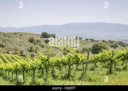 Vigneti vicino a Montefalco in Val di Spoleto, umbria. È noto per il suo vino rosso del Sagrantino. Foto Stock
