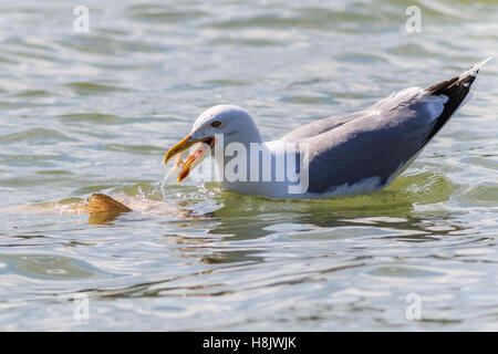 Seagull nel Delta del Danubio, Romania Foto Stock