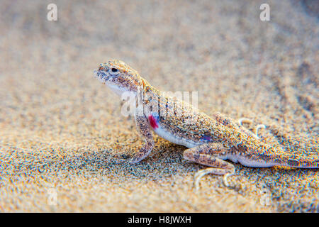 Lizard nasconde nella sabbia nel deserto dei Gobi, Cina Foto Stock