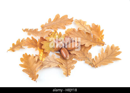 Ghiande di quercia su foglie di autunno Foto Stock