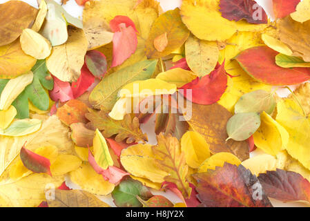 Autunno sfondo con foglie (rovere, persimmon, faggio, magnolia) Foto Stock