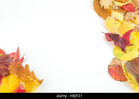 Autunno sfondo con foglie (rovere, persimmon, faggio, magnolia) Foto Stock