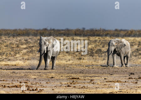 Elefanti in Etosha parco giochi voce per acqua Foto Stock