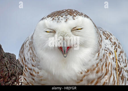 Civetta delle nevi (Bubo scandiacus) closeup Foto Stock