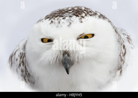 Civetta delle nevi (Bubo scandiacus) closeup Foto Stock