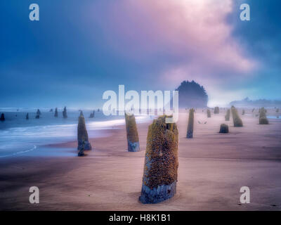 Il fantasma della foresta a un estremo meno marea con sunrise e nebbia. Neskowin, Oregon Foto Stock