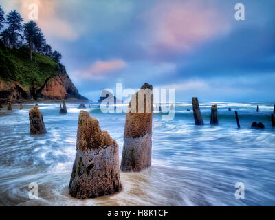 Il fantasma della foresta a un estremo meno marea con sunrise e nebbia. Neskowin, Oregon Foto Stock