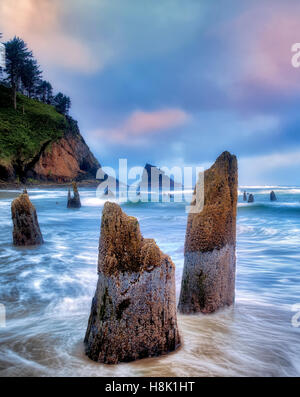 Il fantasma della foresta a un estremo meno marea con sunrise e nebbia. Neskowin, Oregon Foto Stock