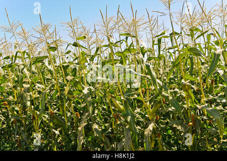 Il mais dolce in crescita in campo Foto Stock