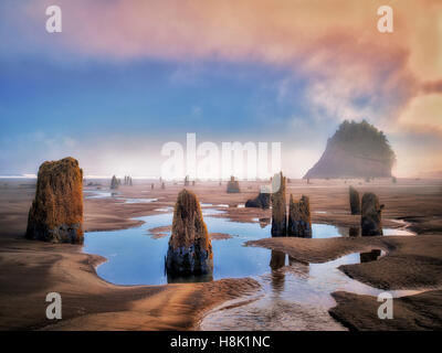 Il fantasma della foresta a un estremo meno marea con sunrise e nebbia. Neskowin, Oregon Foto Stock