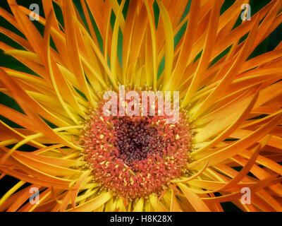 Close up di Aster fiore. Oregon Foto Stock