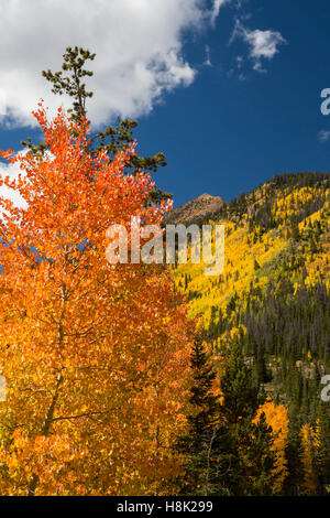 Empire, Colorado - colori autunnali vicino al di sotto del Continental Divide a Berthoud Pass. Foto Stock