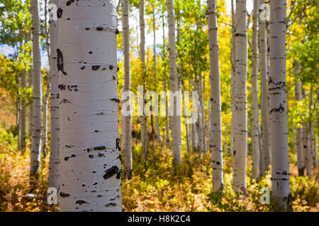 Steamboat Springs, Colorado - vacilla aspen (Populus tremuloides) in autunno a fangoso passano sulla Divisione Continentale. Foto Stock