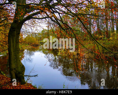 Un albero si blocca su un fiume che scorre attraverso il parco di Pollok a Glasgow, Scozia Foto Stock