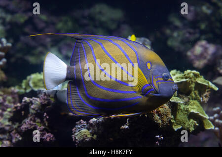 Anello blu angelfish (Pomacanthus annularis). Pesci marini. Foto Stock