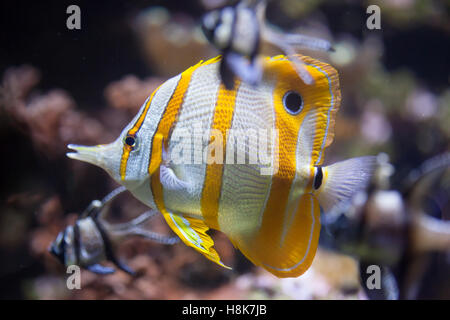 Copperband butterflyfish (Chelmon rostratus). Pesci marini. Foto Stock
