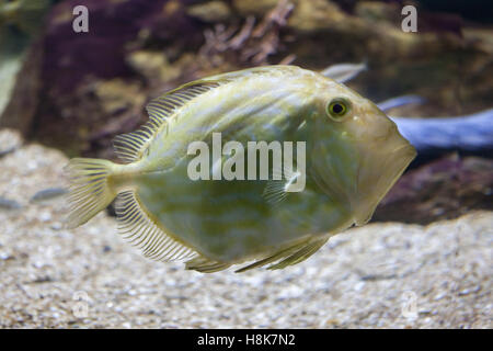 John Dory (Zeus faber), noto anche come San Pietro di pesce. Foto Stock