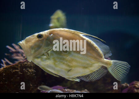 John Dory (Zeus faber), noto anche come San Pietro di pesce. Foto Stock