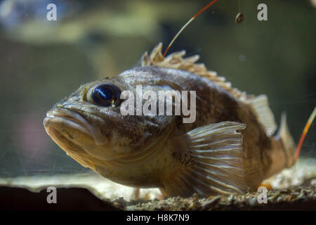 Blackbelly rosefish (Helicolenus dactylopterus), noto anche come scorfano di fondale.