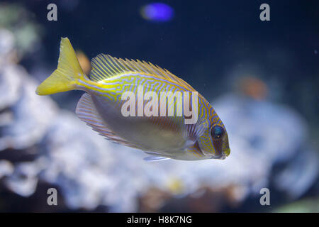 Scarabocchiati rabbitfish (Siganus doliatus), noto anche come sbarramento spinefoot. Foto Stock