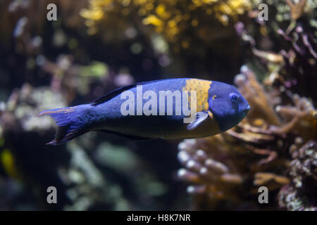 Sella (wrasse Thalassoma duperrey). Pesci marini. Foto Stock