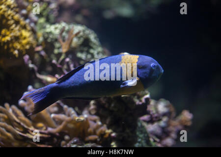Sella (wrasse Thalassoma duperrey). Pesci marini. Foto Stock