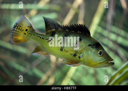 Butterfly peacock bass (Cichla ocellaris). Foto Stock