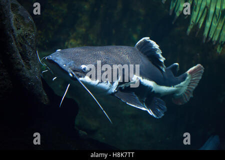 Redtail catfish (Phractocephalus hemioliopterus). Pesci di acqua dolce. Foto Stock