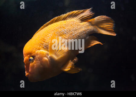 Midas cichlid (Amphilophus citrinellus). Pesci di acqua dolce. Foto Stock