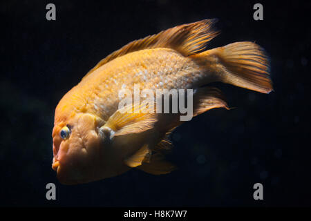 Midas cichlid (Amphilophus citrinellus). Pesci di acqua dolce. Foto Stock