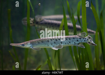 Avvistato gar (Lepisosteus oculatus). Pesci di acqua dolce. Foto Stock