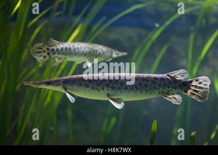 Avvistato gar (Lepisosteus oculatus). Pesci di acqua dolce. Foto Stock