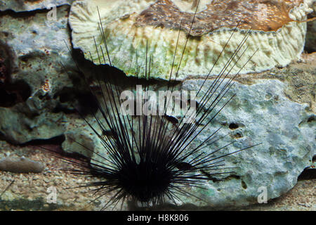 Long-spined ricci di mare (Diadema setosum). Foto Stock