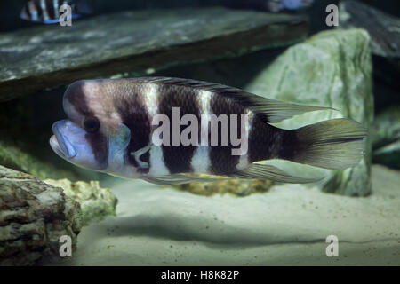 (Frontosa Cyphotilapia frontosa), noto anche come humphead cichlid. Foto Stock