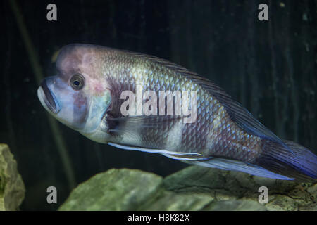 (Frontosa Cyphotilapia frontosa), noto anche come humphead cichlid. Foto Stock