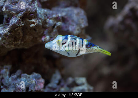 La Valentinni sharpnose puffer (Canthigaster valentini), noto anche come sellati puffer. Foto Stock