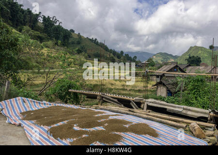 Asciugando i grani di riso in Ta Van valley, Sa Pa, Vietnam del nord Foto Stock