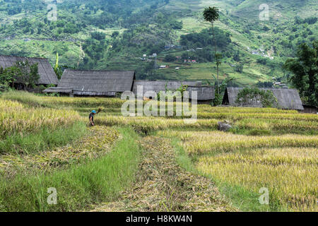 La mietitura del riso maturi in Ta Van valley, Sa Pa, Vietnam del nord Foto Stock
