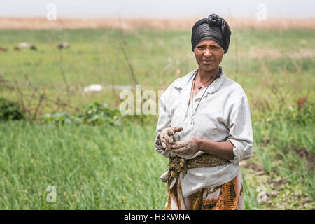 Meki Batu, Etiopia - lavoratrice sarchiatura di campi di cipolla a coltivatori di frutta e vegetali cooperativa in Meki Batu. Foto Stock