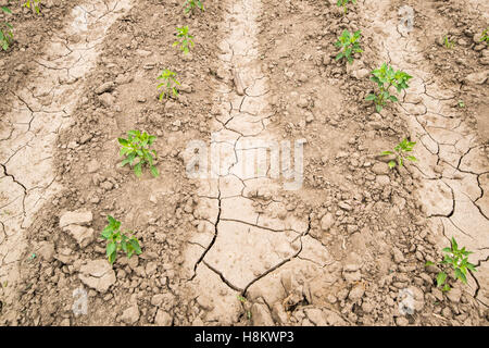 Meki Batu, Etiopia - giovani piante di pepe in crescita in un secco campo incrinato presso i coltivatori di frutta e vegetali cooperativa in Meki Foto Stock