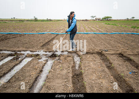 Meki Batu, Etiopia - giovane lavoratore di sesso maschile irrigare i campi presso i coltivatori di frutta e vegetali cooperativa in Meki Batu. Foto Stock