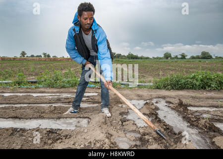 Meki Batu, Etiopia - giovane lavoratore di sesso maschile irrigare i campi presso i coltivatori di frutta e vegetali cooperativa in Meki Batu. Foto Stock